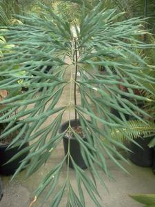 Cycas debaoensis, 15g (Small).jpg